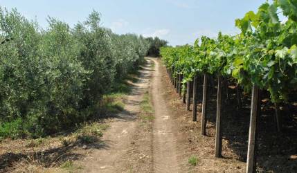 Vigneto e uliveto Vigneto e uliveto