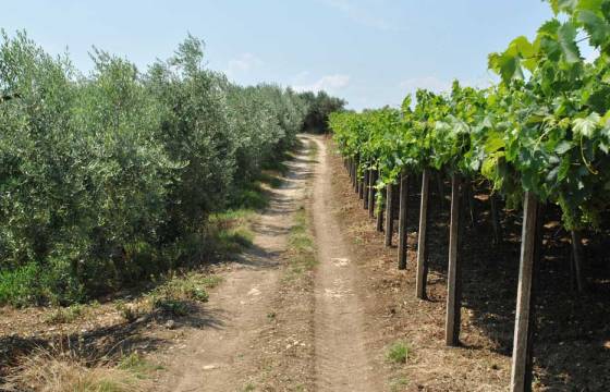 Vigneto e uliveto Vigneto e uliveto