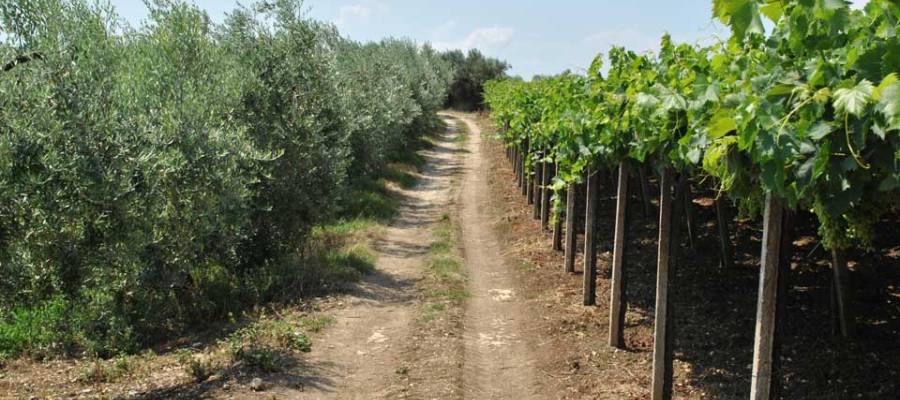 Vigneto e uliveto Vigneto e uliveto