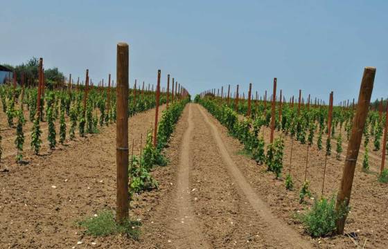 Vigneto - Filari Vigneto - Filari