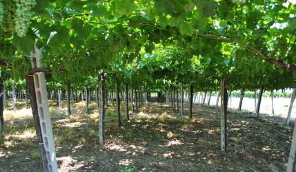 Vigneto - Pergola Vigneto - Pergola